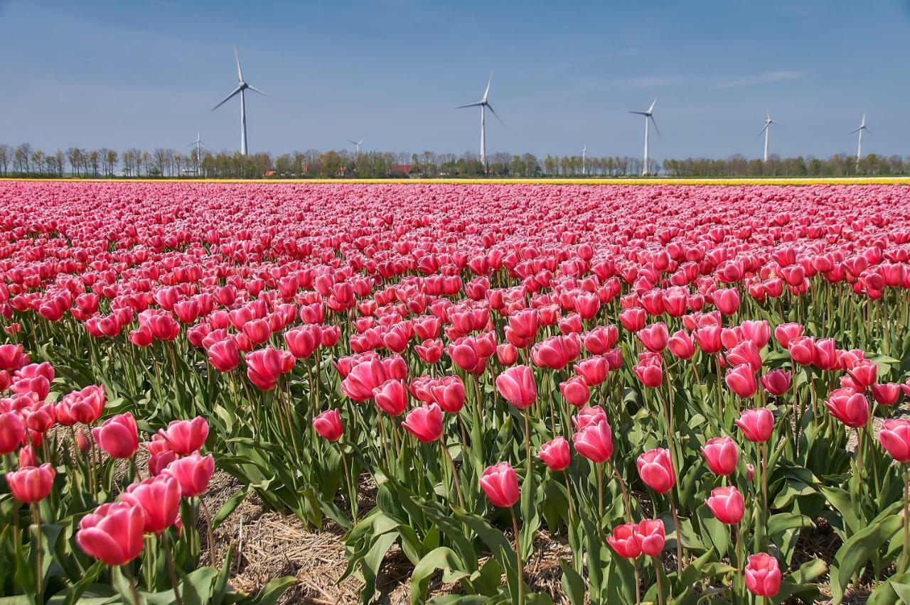 Het Dobbertje, Charmant Houten Huisje Sint Maartensvlotbrug エクステリア 写真
